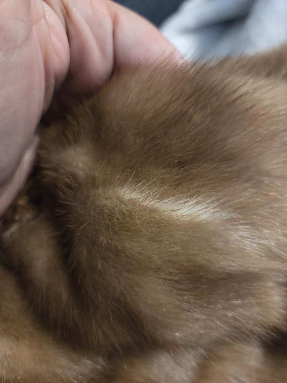 The Halle Bros Co 4 Pelt Mink